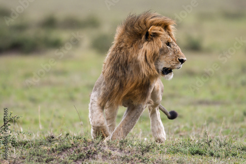 Fototapeta Naklejka Na Ścianę i Meble -  Male African lion in Masai Mara, Kenya