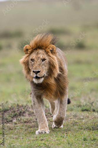 Fototapeta Naklejka Na Ścianę i Meble -  Male African lion in Masai Mara, Kenya