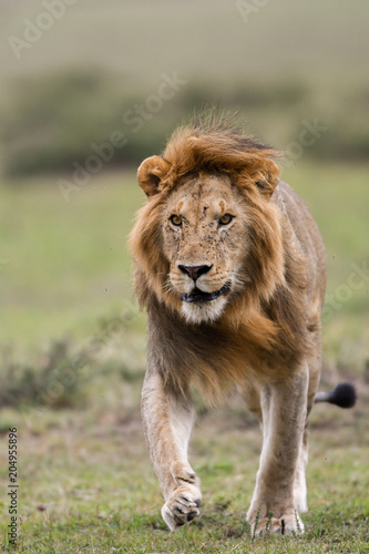Fototapeta Naklejka Na Ścianę i Meble -  Male African lion in Masai Mara, Kenya