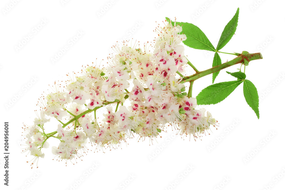 Chestnut flower or Aesculus hippocastanum, Conker tree with leaves isolated on white background Chestnut flower or Aesculus hippocastanum, Conker tree with leaves isolated on white background