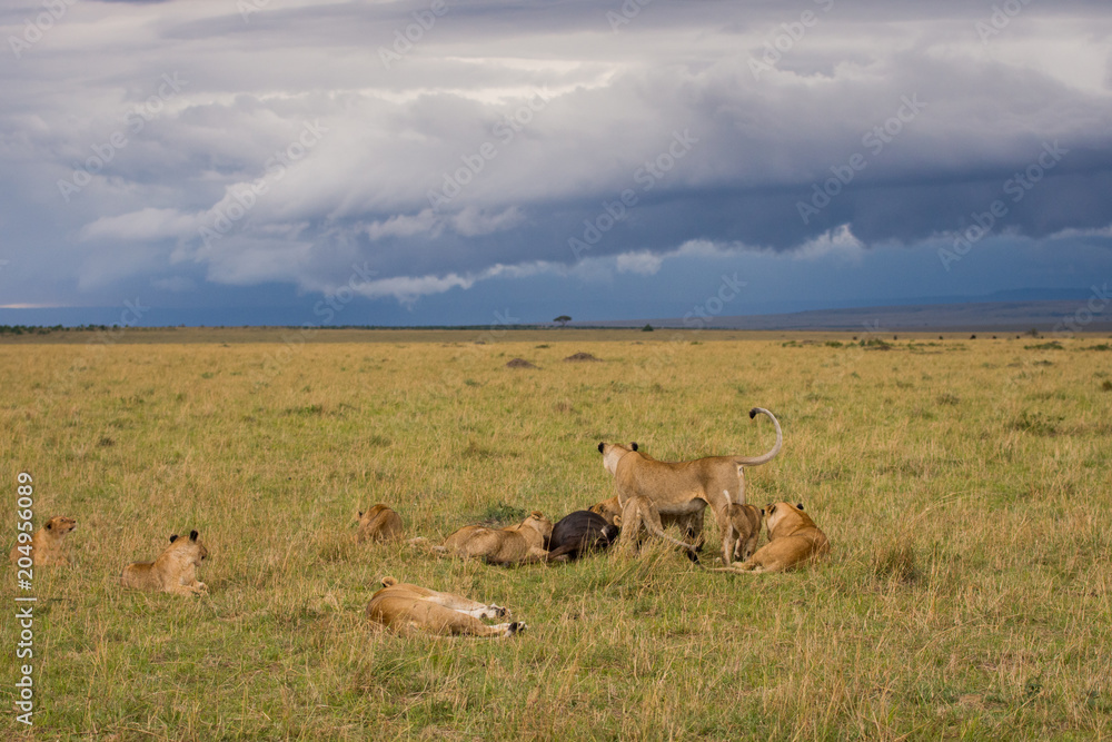 Fototapeta premium Lion pride at kill