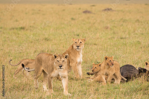 Fototapeta Naklejka Na Ścianę i Meble -  Lion pride at a kill