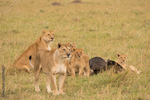 Fototapeta Naklejka Na Ścianę i Meble -  Lion pride at a kill