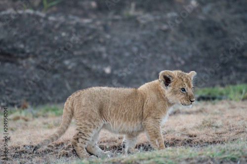 Fototapeta Naklejka Na Ścianę i Meble -  Lion cub in Masai Mara