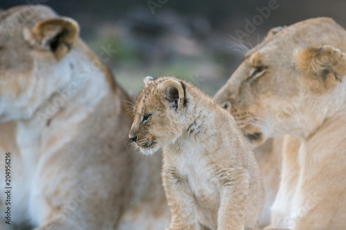 Fototapeta Naklejka Na Ścianę i Meble -  Lion cub in Masai Mara