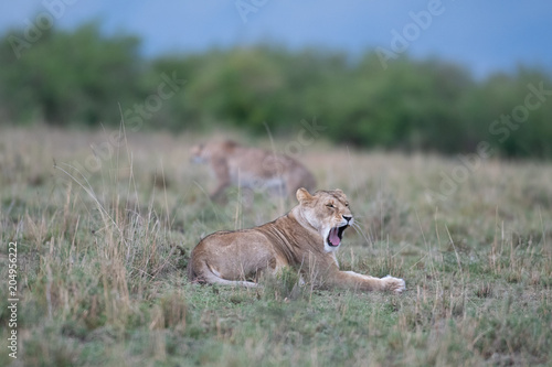 Fototapeta Naklejka Na Ścianę i Meble -  Lion yawning with cheetah in background