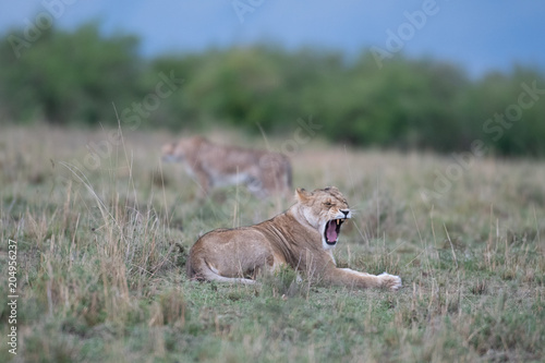 Fototapeta Naklejka Na Ścianę i Meble -  Lion yawning with cheetah in background