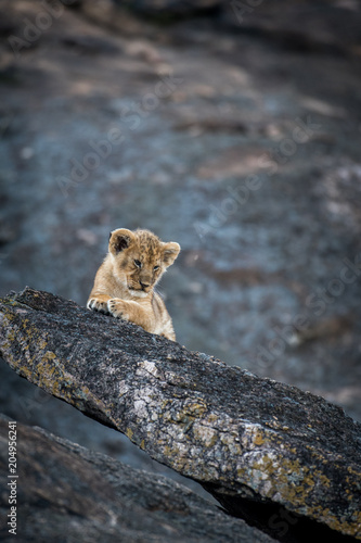 Fototapeta Naklejka Na Ścianę i Meble -  Lion cub on a rock