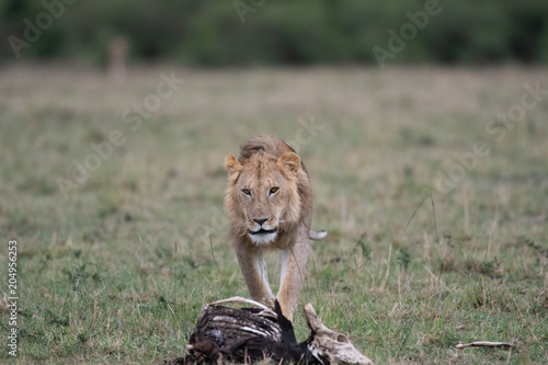 Fototapeta Naklejka Na Ścianę i Meble -  Male lion at carcass