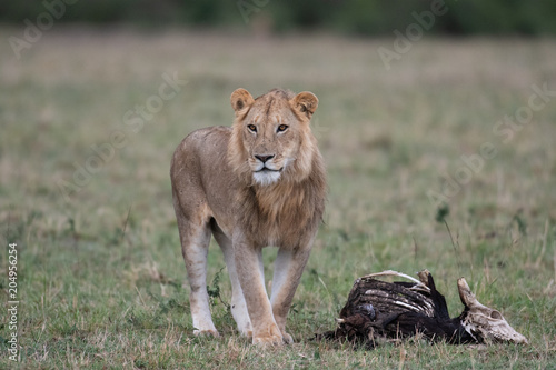 Fototapeta Naklejka Na Ścianę i Meble -  Male lion at carcass