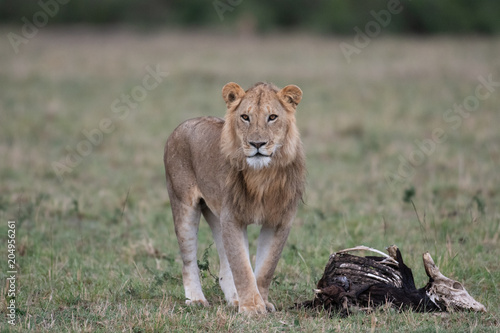 Male lion at carcass