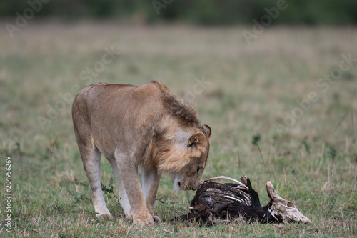 Fototapeta Naklejka Na Ścianę i Meble -  Male lion at carcass