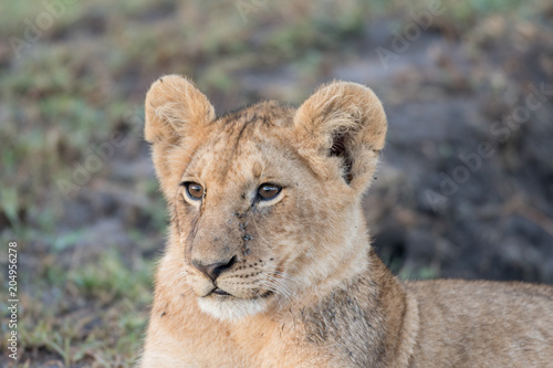 Fototapeta Naklejka Na Ścianę i Meble -  Lion cub in Masai Mara