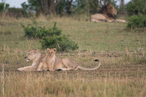 Fototapeta Naklejka Na Ścianę i Meble -  Lions in Masai Mara Game Reserve