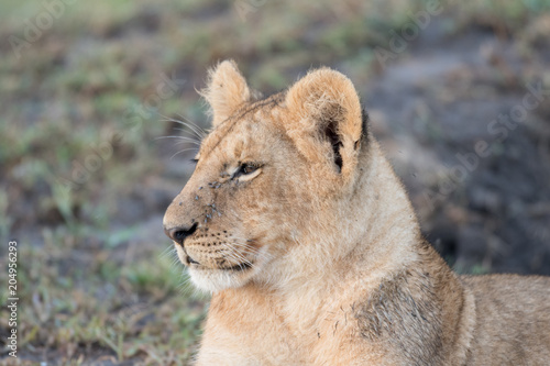 Fototapeta Naklejka Na Ścianę i Meble -  Lion cub in Masai Mara