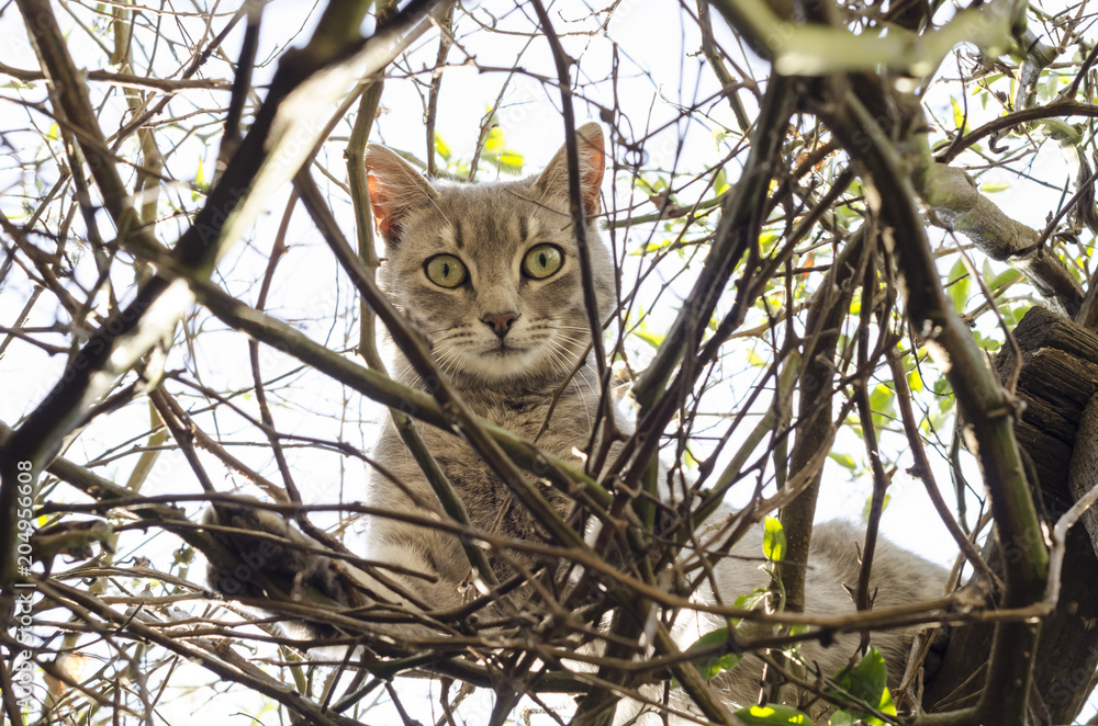 Portrait of a scary tabby cat on branchs. Tabby cat portrait Portrait of a scary tabby cat on branchs. Tabby cat portrait