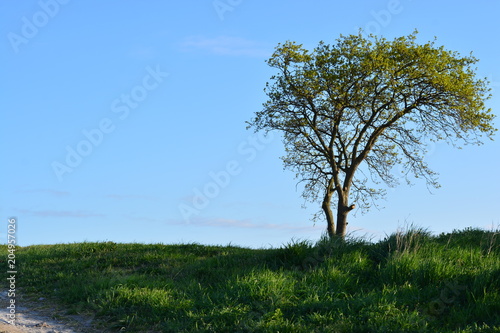 A tree with a blue sky in the background
