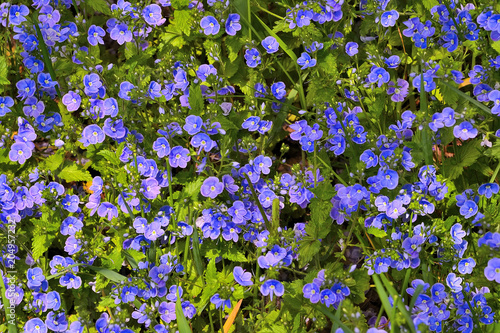 Beautiful blue forget-me-not flowers (Myosotis arvensis) on spring sunny meadow photo