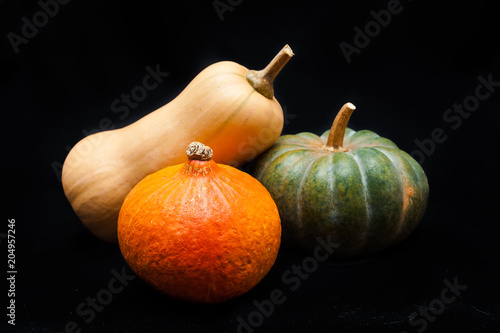 Colorful pumpkin and squash, Red Kuri, Kabocha, Butternut