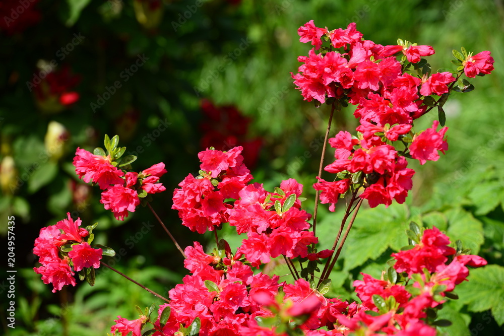 Beautiful Azalea flowers (Rhododendron) in blossom