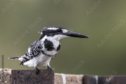 Pied Kingfisher on a dam in Kruger National Park in South Africa