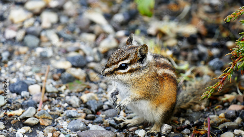 Chipmunk Chipmunk