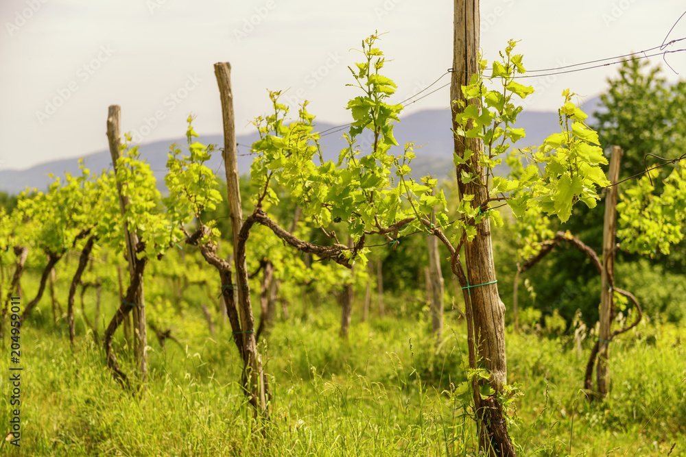 Fototapeta premium Vineyard with young grape branches in Vipava valley