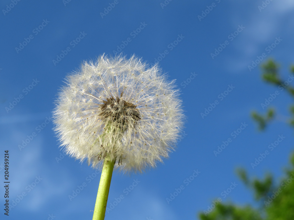 White dandelion against the blue sky. Dandelion seed head