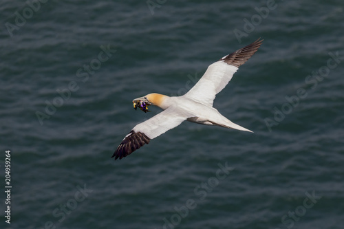 Seabird carrying candy wrappers