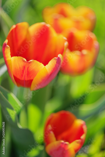 Yellow-red tulip flowers