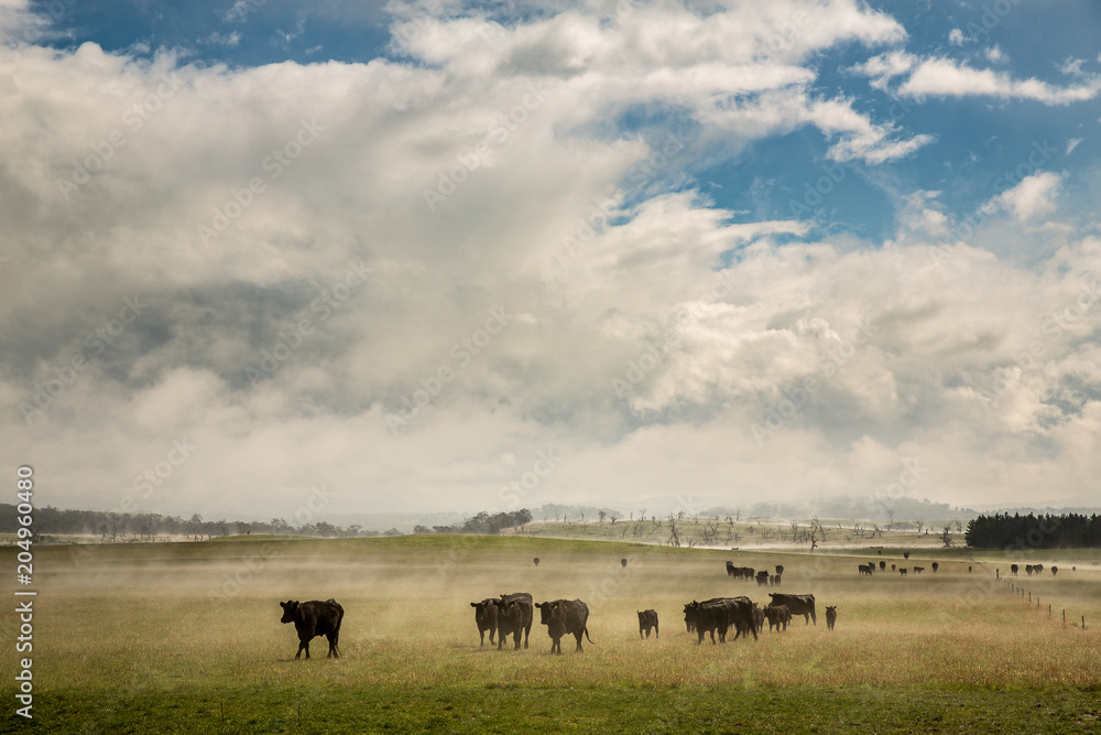 Cows moving after a storm passes over, Tasmania, Australia Cows moving after a storm passes over, Tasmania, Australia
