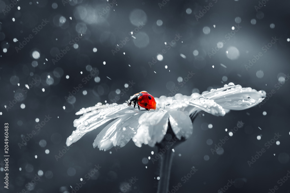 Ladybug on daisy flower and water drops, abstract background - obrazy, fototapety, plakaty 