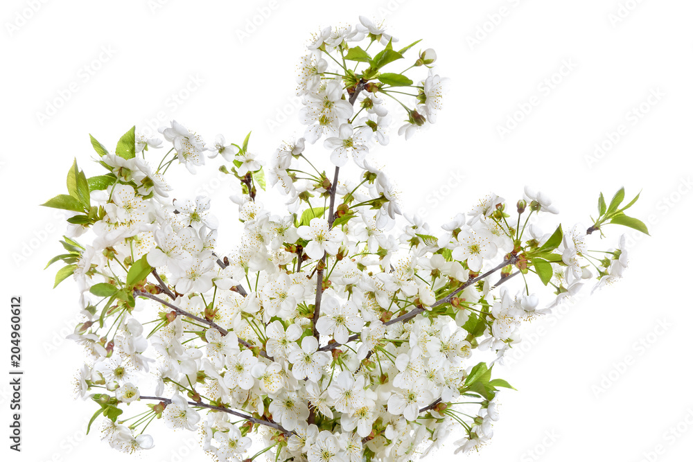 Bouquet of blooming branches of cherry on a white background.
Bouquet of blooming branches of cherry on a white background.
