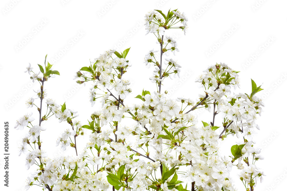 Fototapeta premium Bouquet of blooming branches of cherry on a white background.