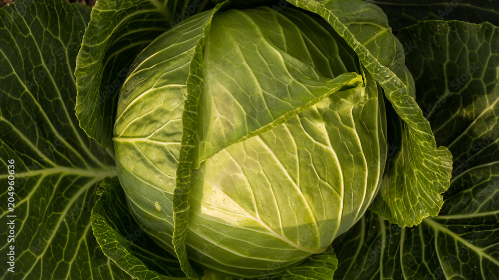 Fototapeta premium Background with big fresh cabbage closeup in the garden