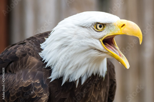 Bald Eagle Screeching, Calling, Profile Face © Andrew