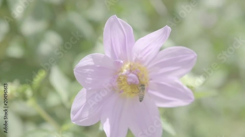 Flower slow motion 