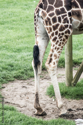 Giraffe Tail and Legs