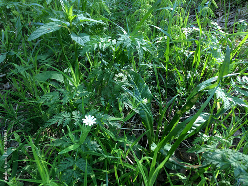 Herbaceous texture - young juicy nettle among the high stems of green grass. Elymus repens - top view. Meadow wild weeds - the nettles and the quitch grass photo