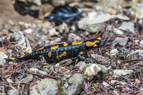 Salamandra plamista