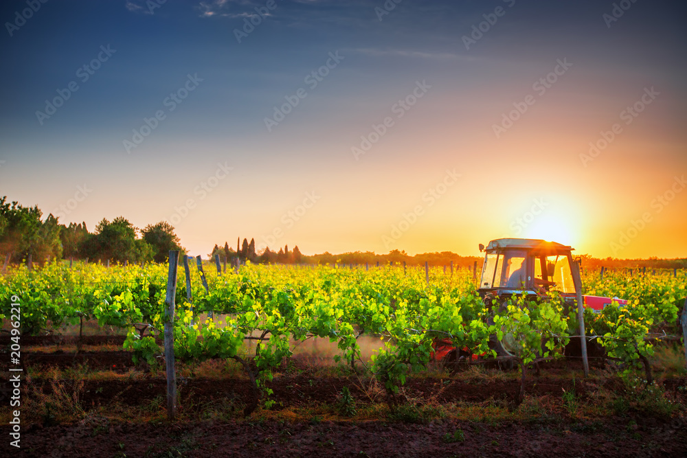 Naklejka premium Vines on the field and a red tractor at sunset