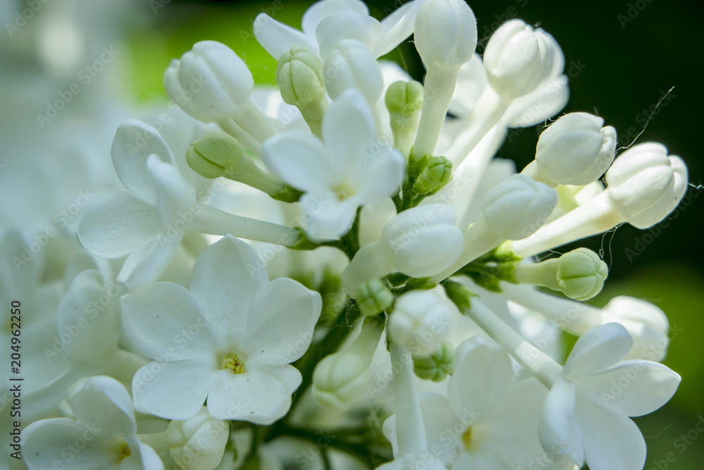 Honey white lilac close-up, with selective focus. Honey white lilac close-up, with selective focus.