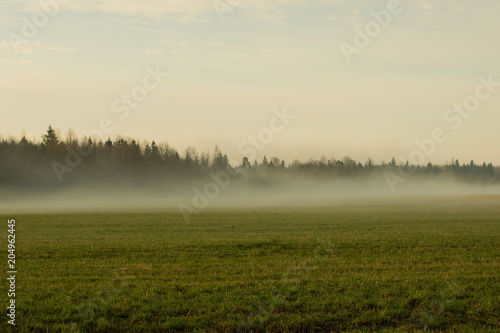 Fog on the green field and forest at the background