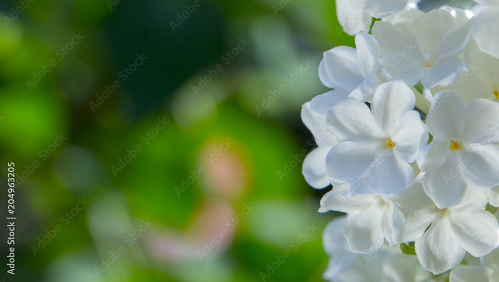 Honey white lilac close-up, with selective focus. Honey white lilac close-up, with selective focus.