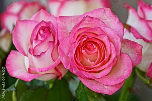two large buds of white red roses