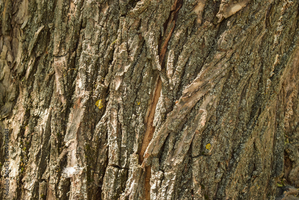 Old wood texture of tree bark. illustration. Old wood texture of tree bark. illustration.