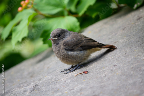 Grey redstart from the family of flytrap here sits in the park. Birds