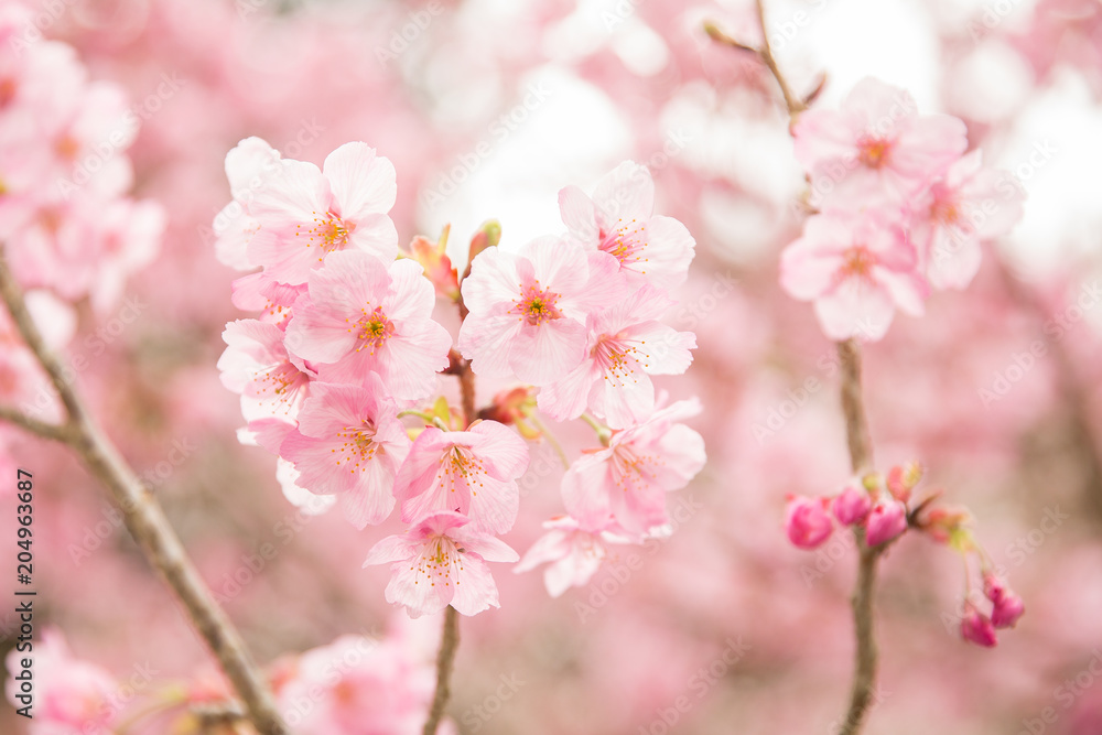 Cherry Blossom, Kyoto, Japan