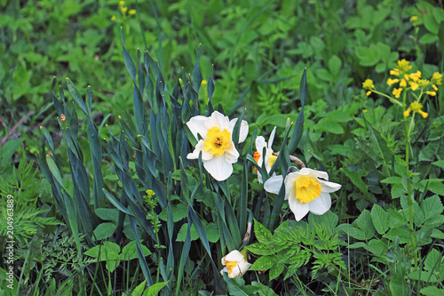 Narcissus flowers on a green meadow