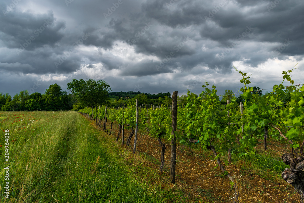 Vigneti del collio friulano per la produzione di vino italiano sotto un cielo nuvoloso